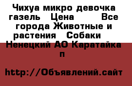 Чихуа микро девочка газель › Цена ­ 65 - Все города Животные и растения » Собаки   . Ненецкий АО,Каратайка п.